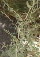 Image de Atriplex polycarpa (Torr.) S. Wats.