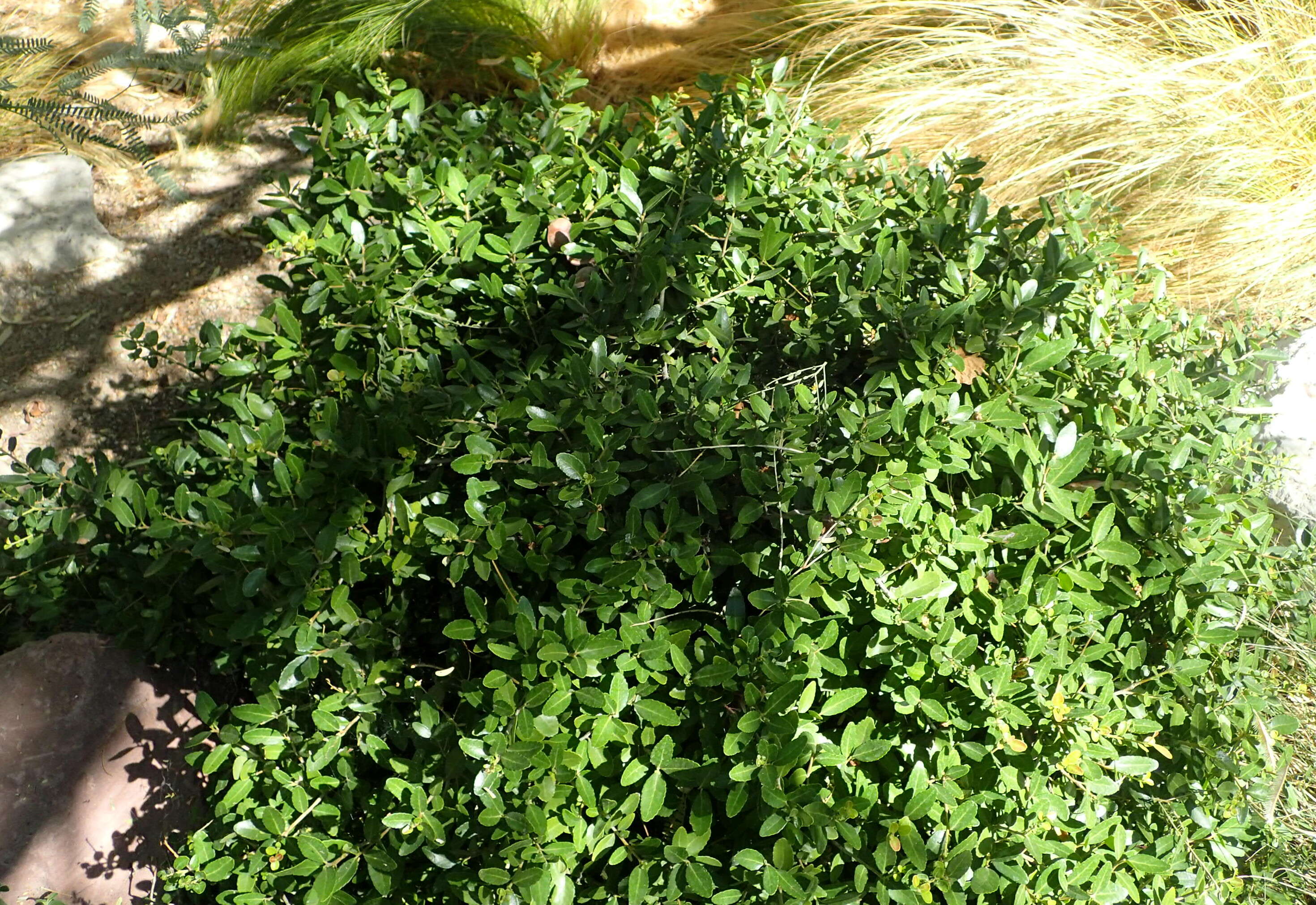 Ilex vomitoria Soland. ex Ait. resmi