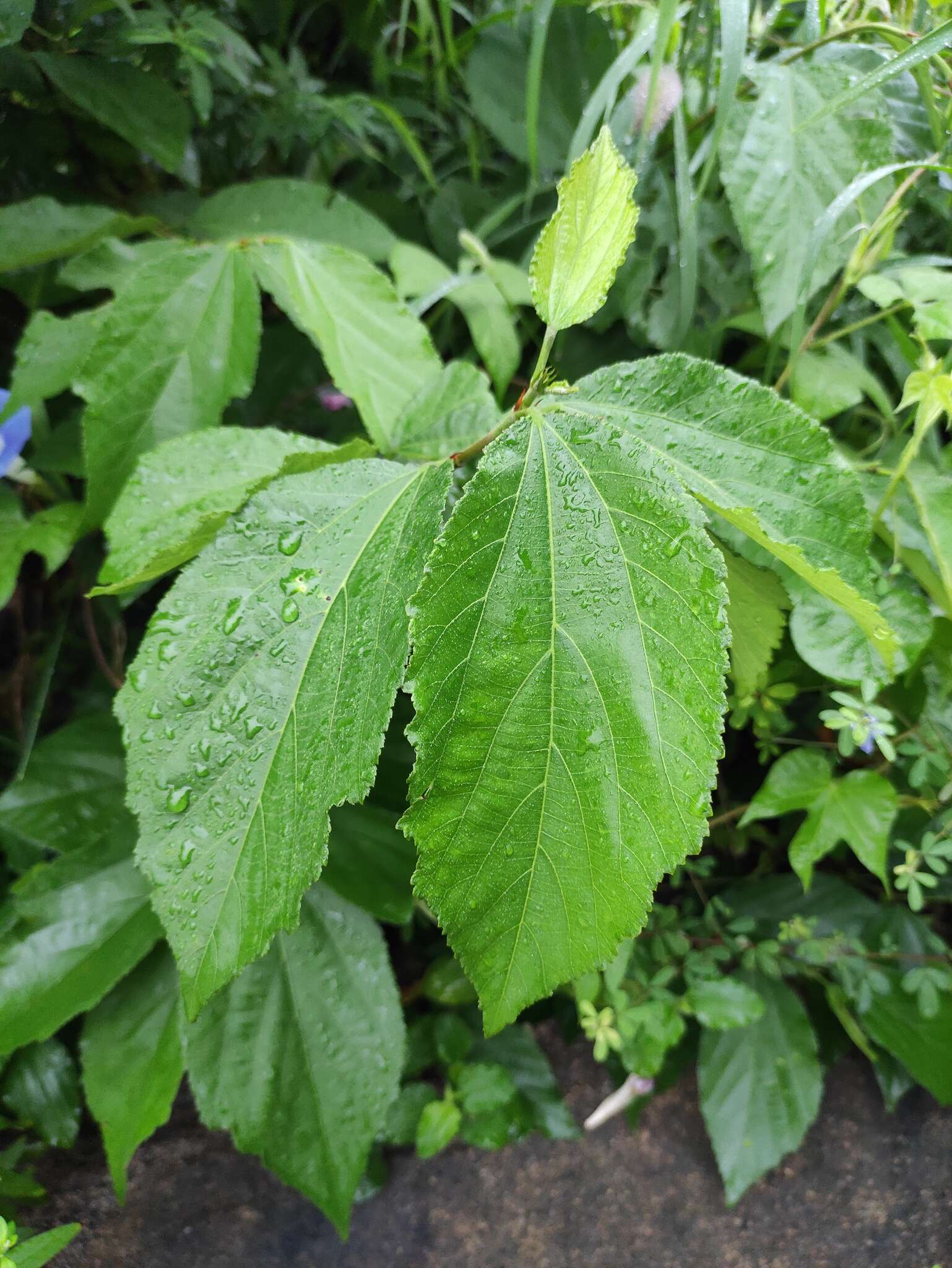 Sivun Grewia biloba var. parviflora (Bunge) Hand.-Mazz. kuva