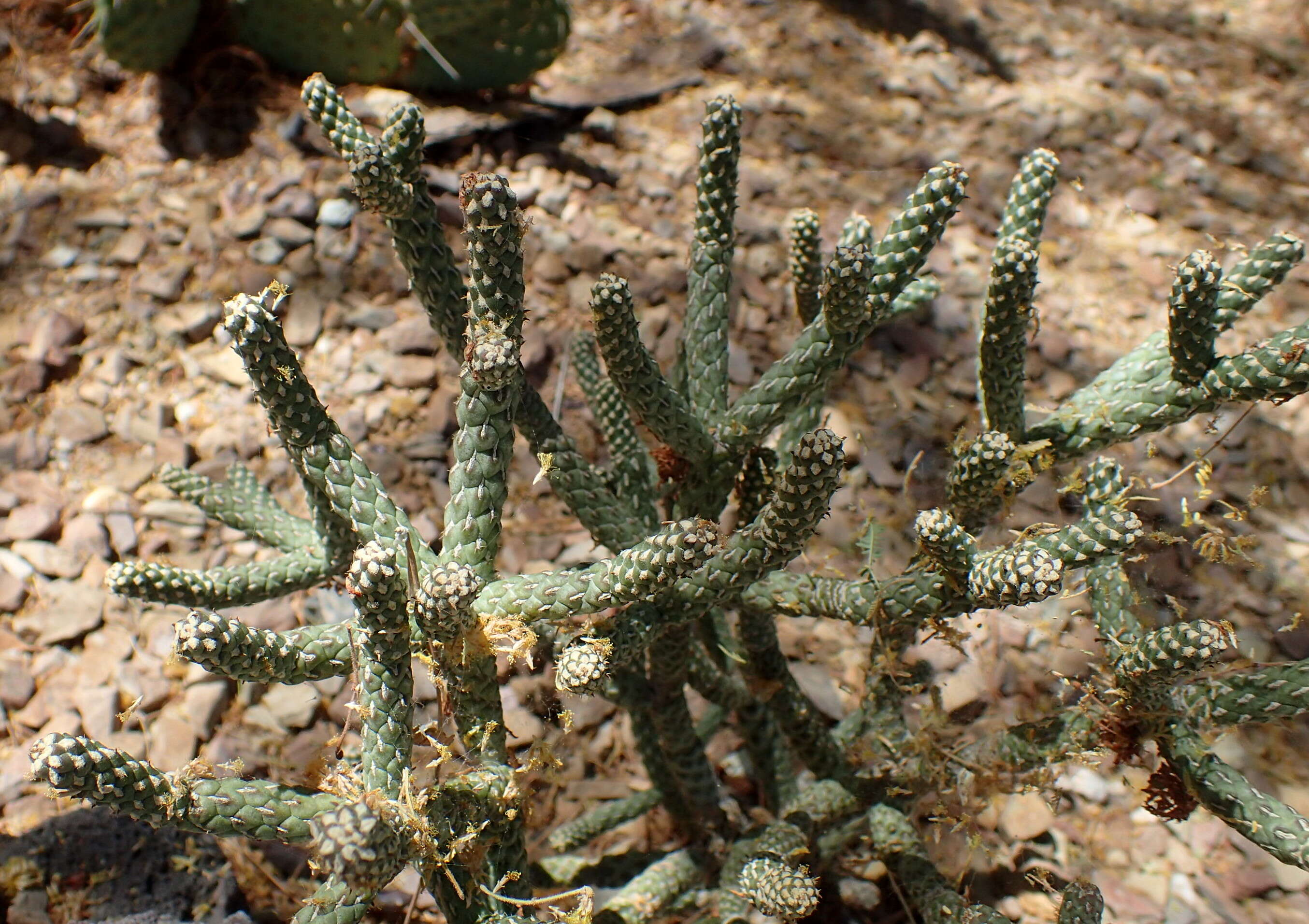 Imagem de Cylindropuntia ramosissima (Engelm.) F. M. Knuth