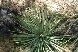 Image of hesperoyucca