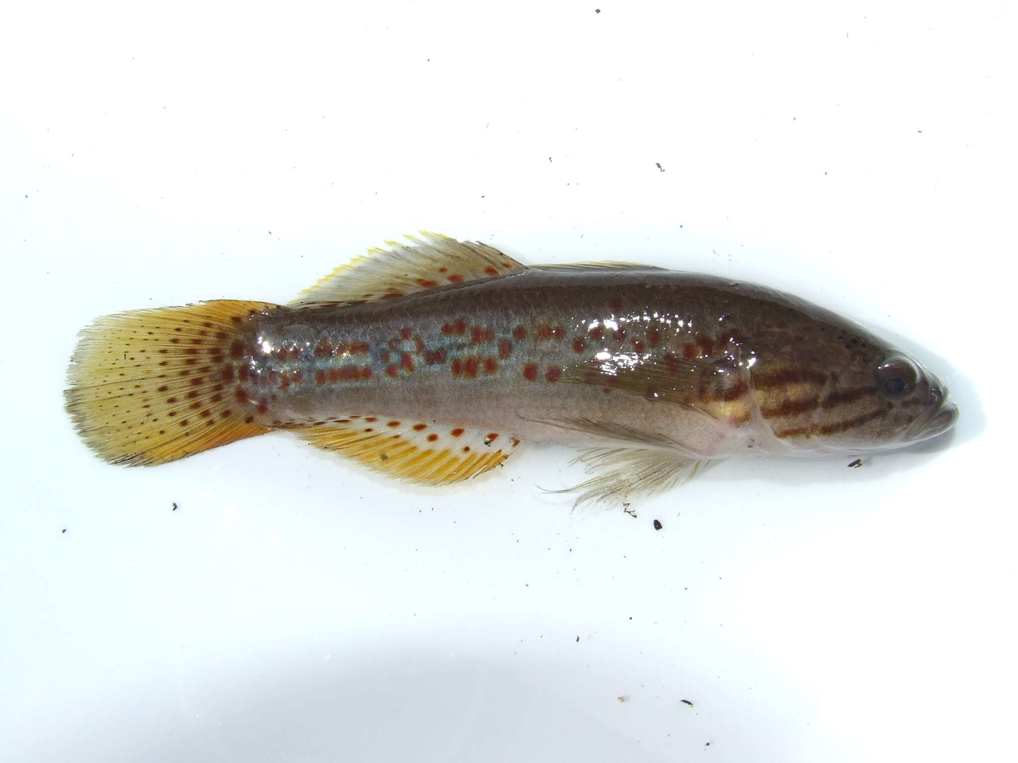 Image of Northern purplespotted gudgeon