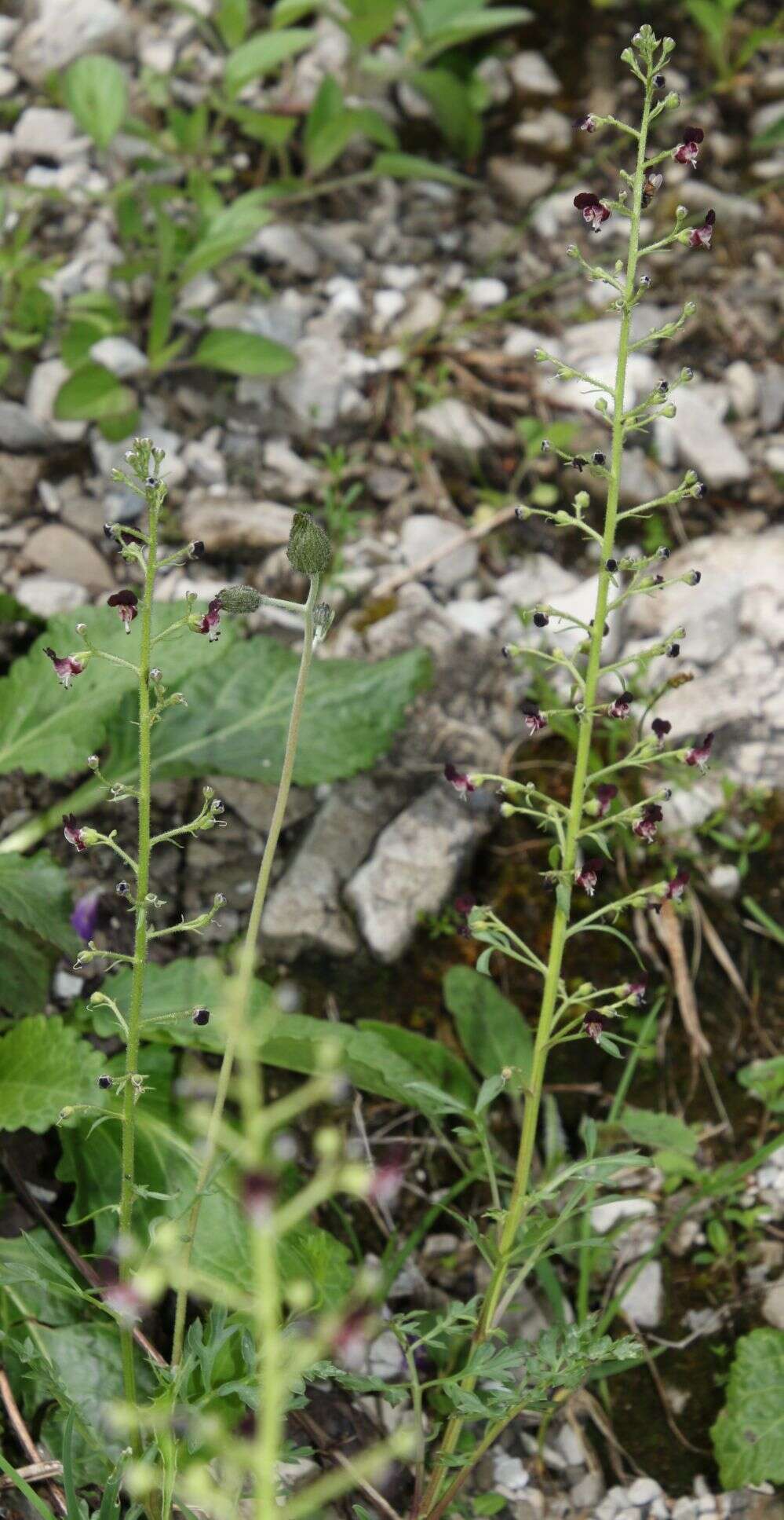 Image of Hopp's figwort