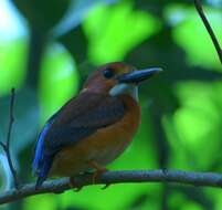 Image of Sulawesi Dwarf-kingfisher