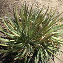 Image of Toumey's century plant