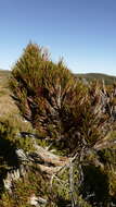 Image of Dracophyllum pearsonii T. Kirk