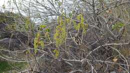 Image of Fremont cottonwood