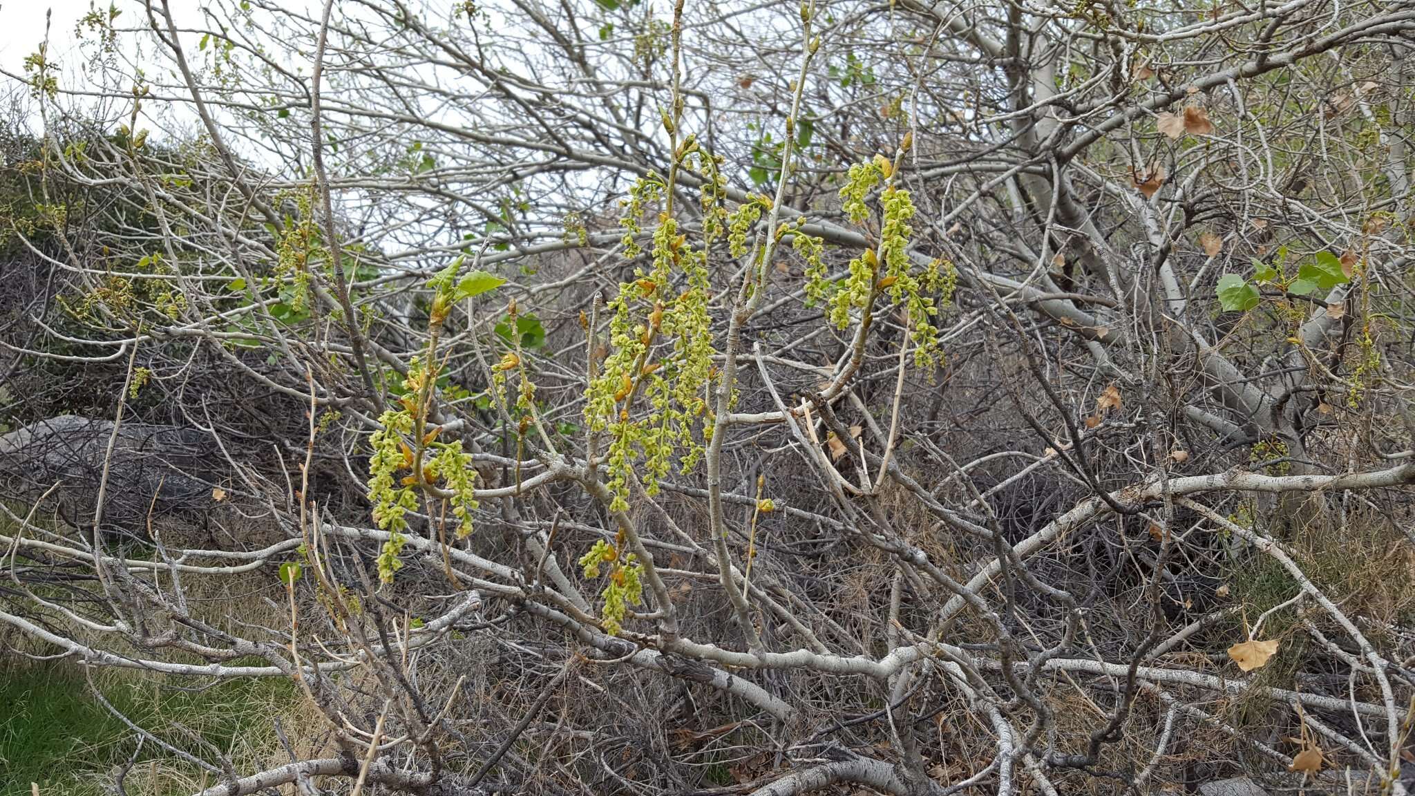 Image of Fremont cottonwood