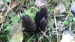 Image of Xylaria longipes Nitschke 1867