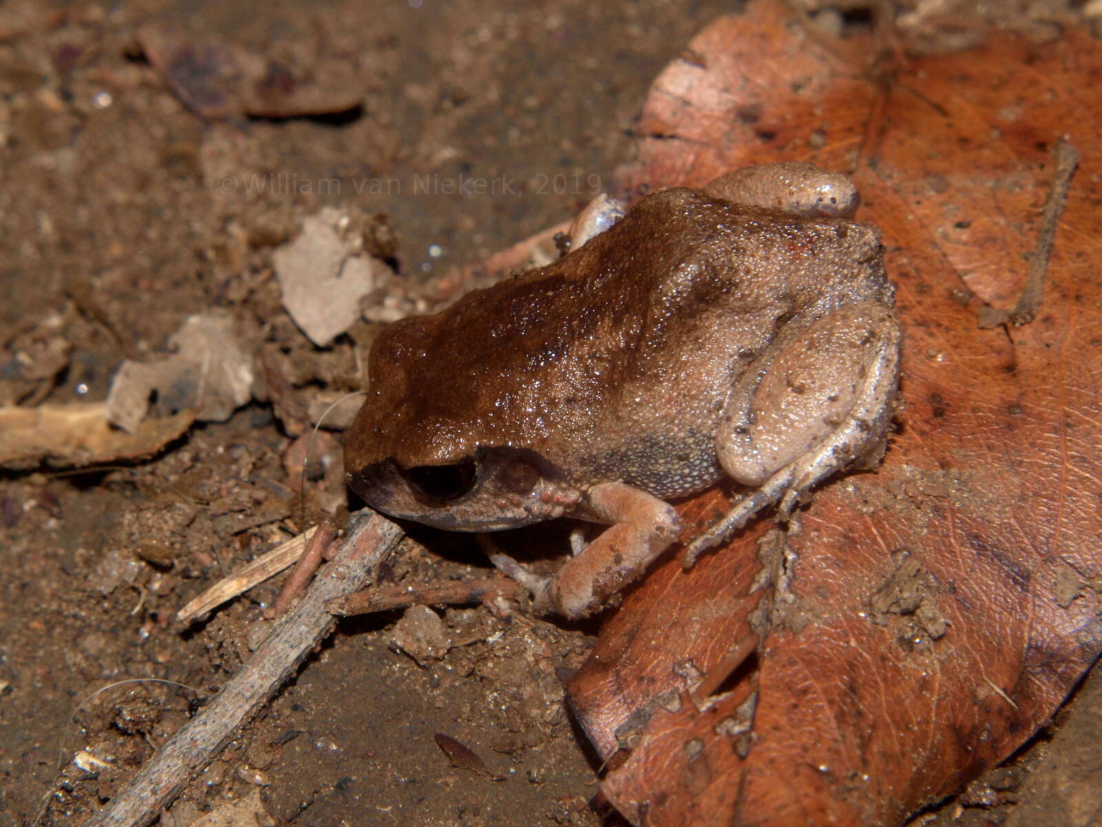 Arthroleptis stenodactylus Pfeffer 1893的圖片