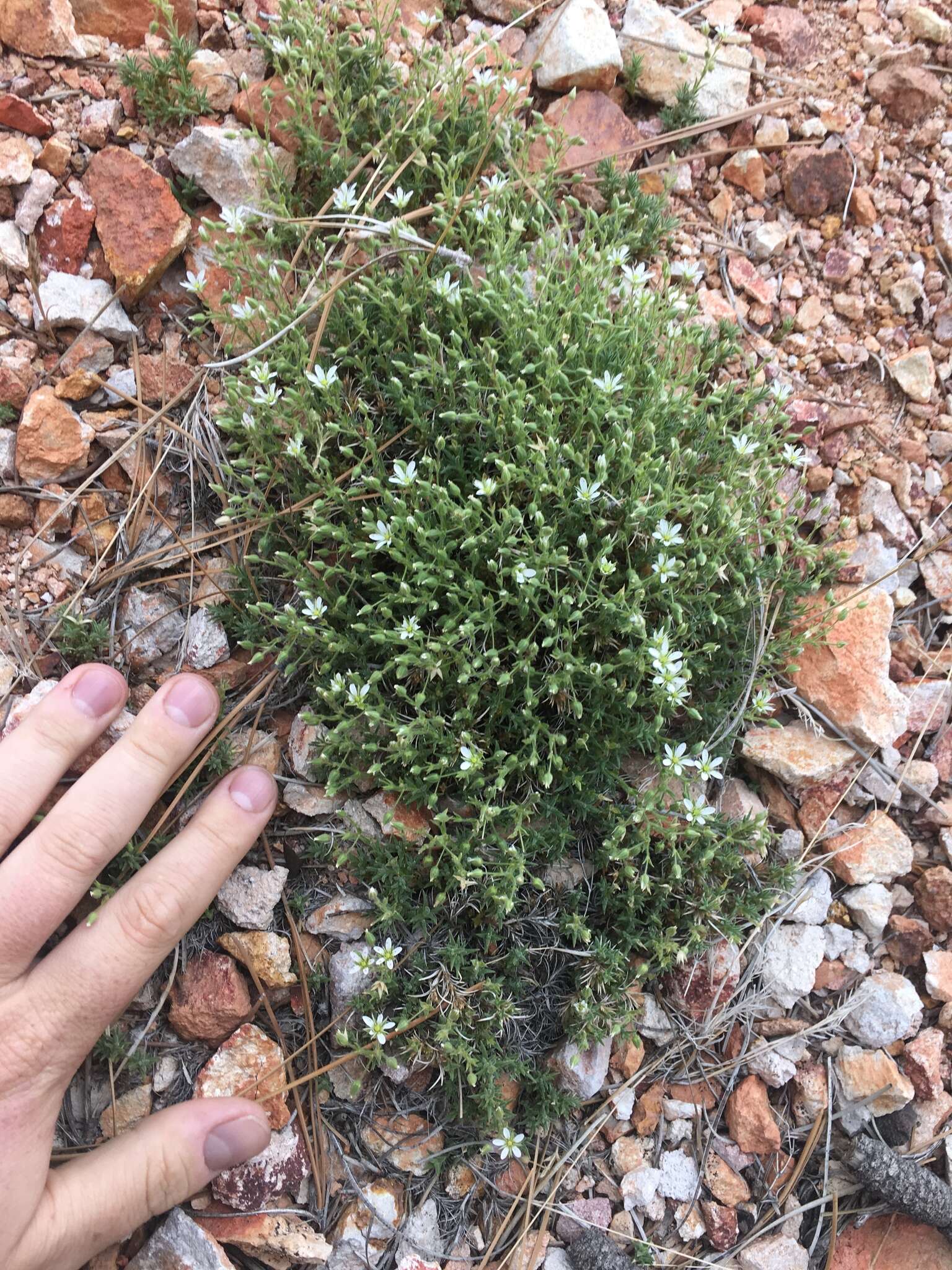 Image of brittle sandwort