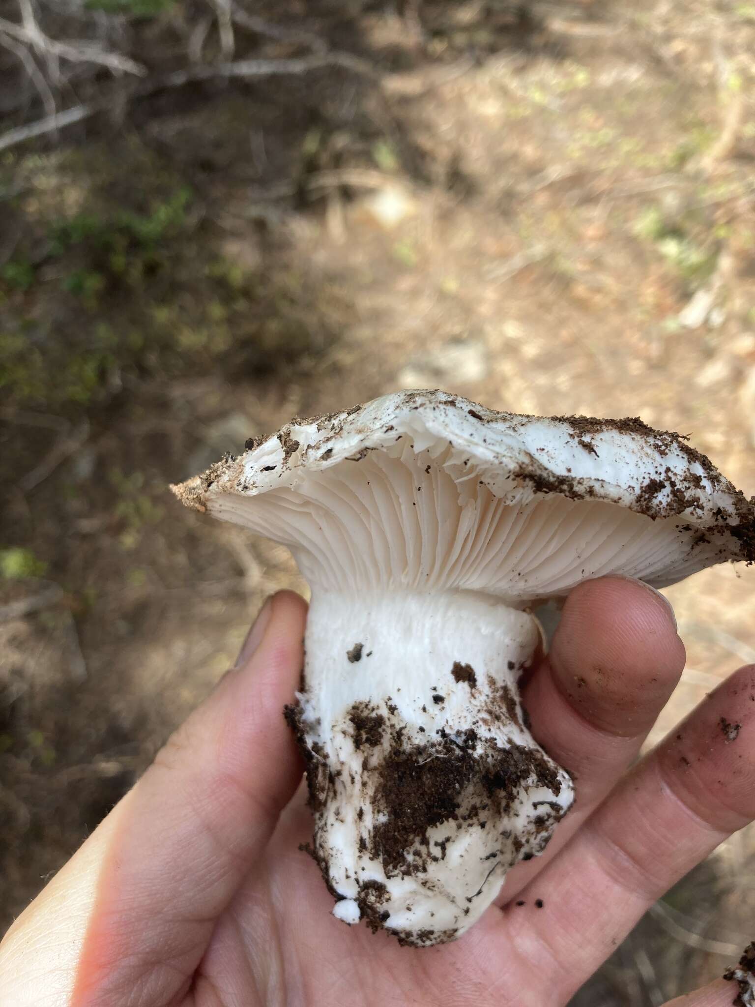 Слика од Hygrophorus subalpinus A. H. Sm. 1941