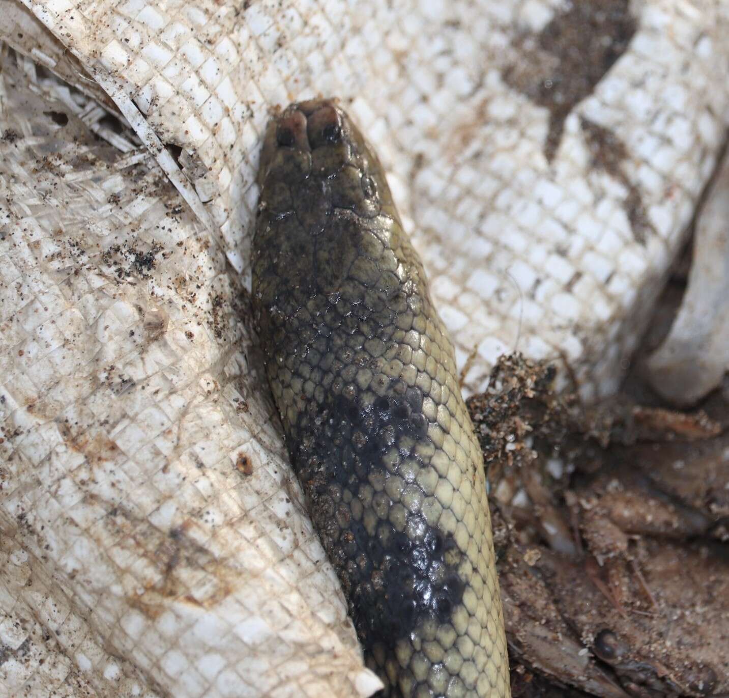 Image of Annulated Sea Snake