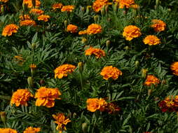 Image of French marigold