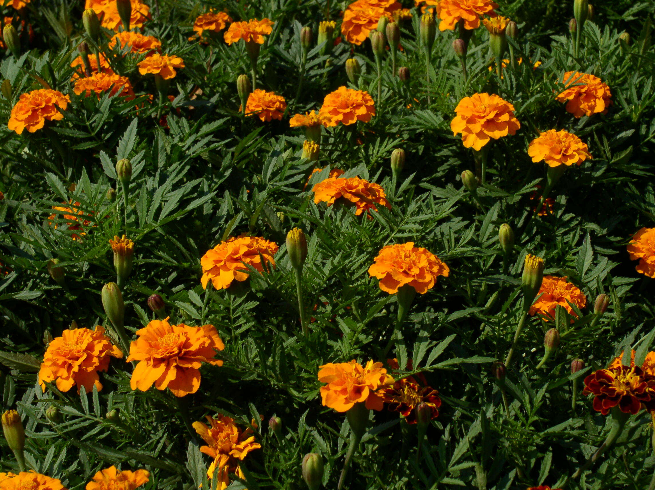 Image of French marigold