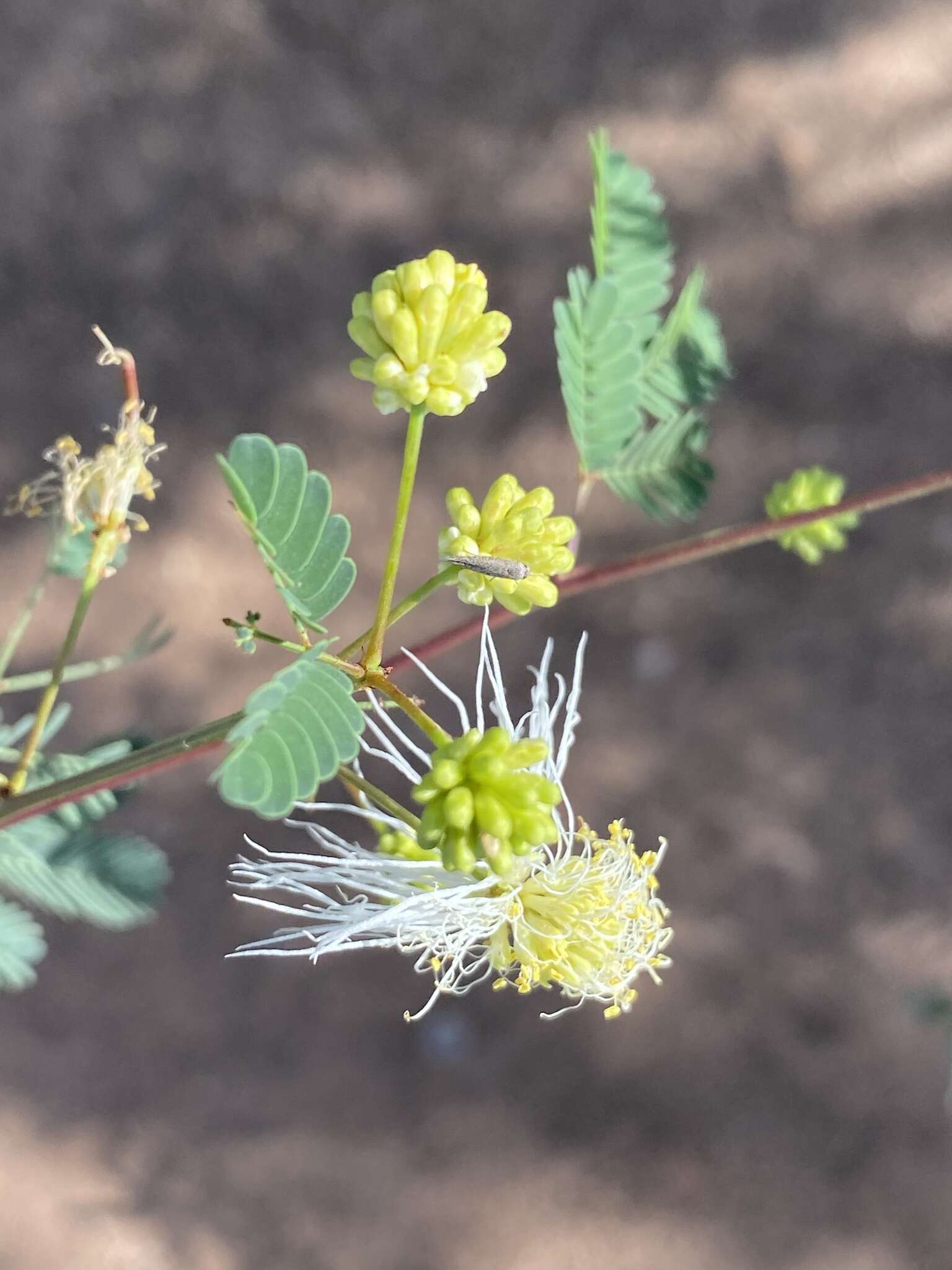 Plancia ëd Desmanthus covillei (Britton & Rose) B. L. Turner