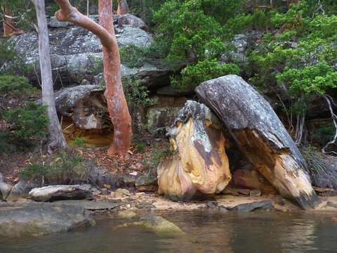 Image of Brittle Gum