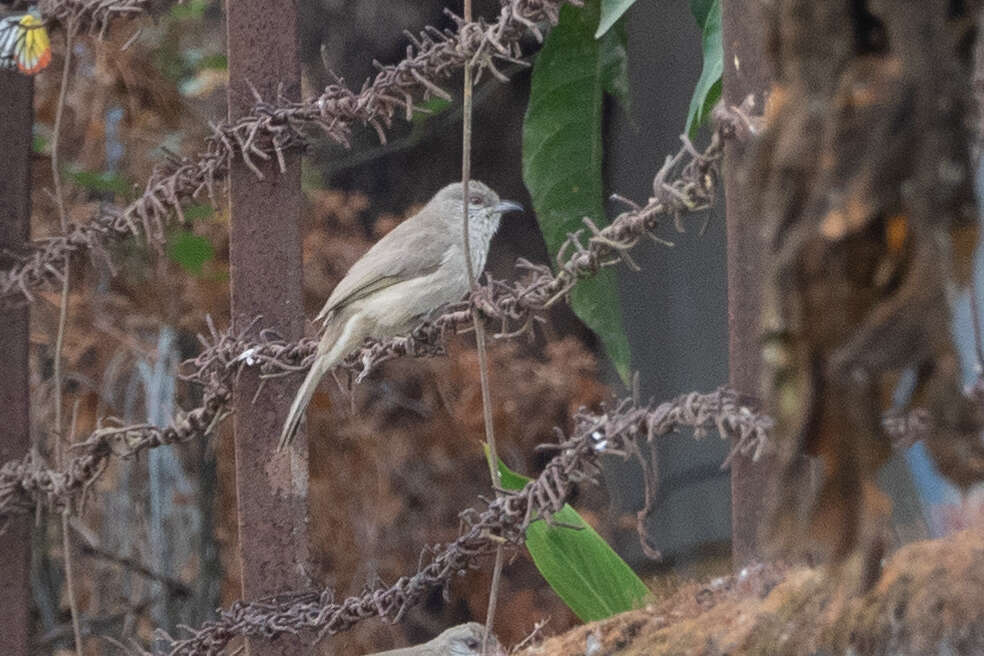 Image of Ayeyarwady Bulbul