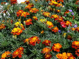 Tagetes erecta L. resmi