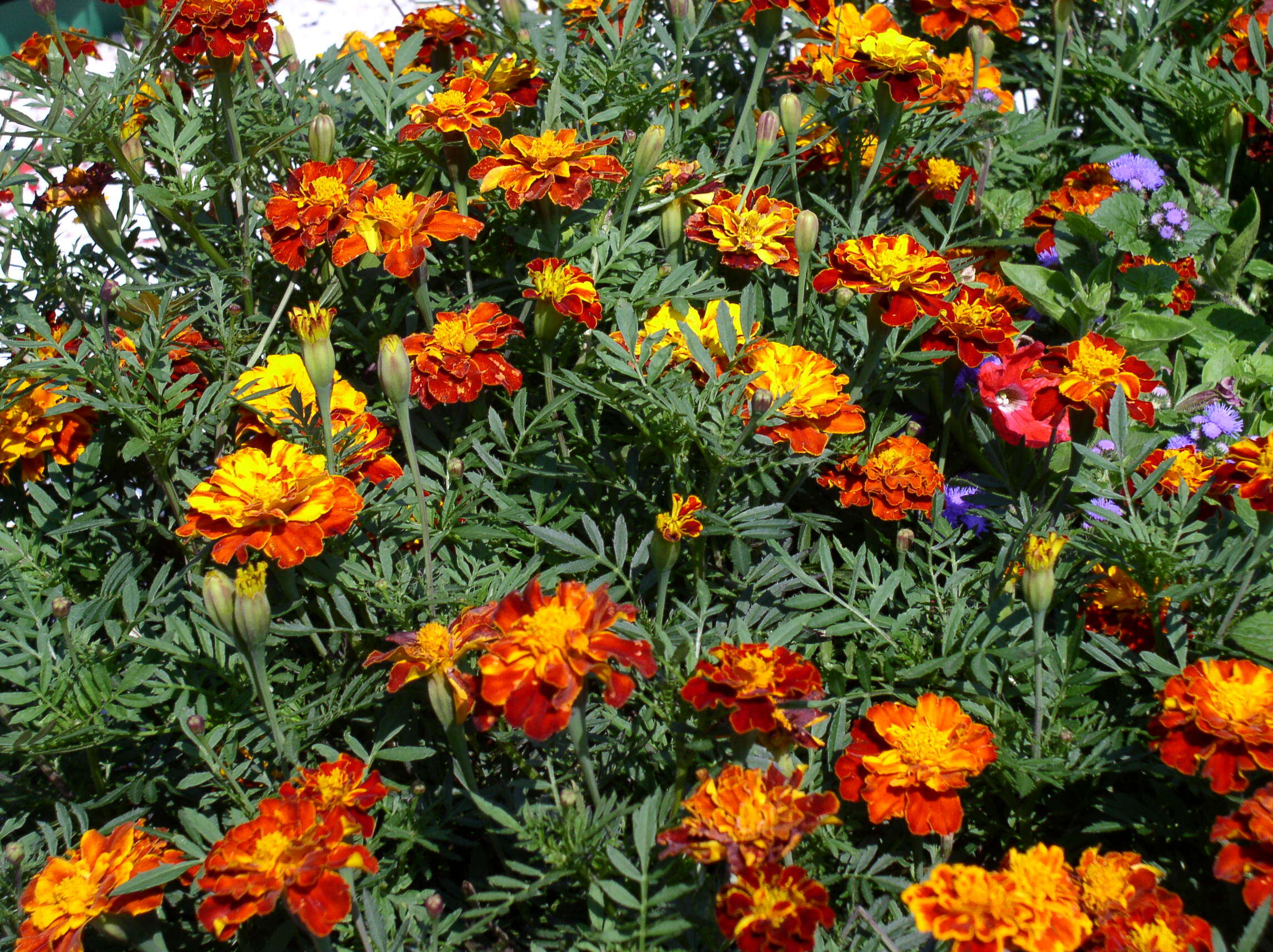 Tagetes erecta L. resmi