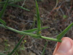 Imagem de Hackelia diffusa var. arida (Piper) R. L. Carr