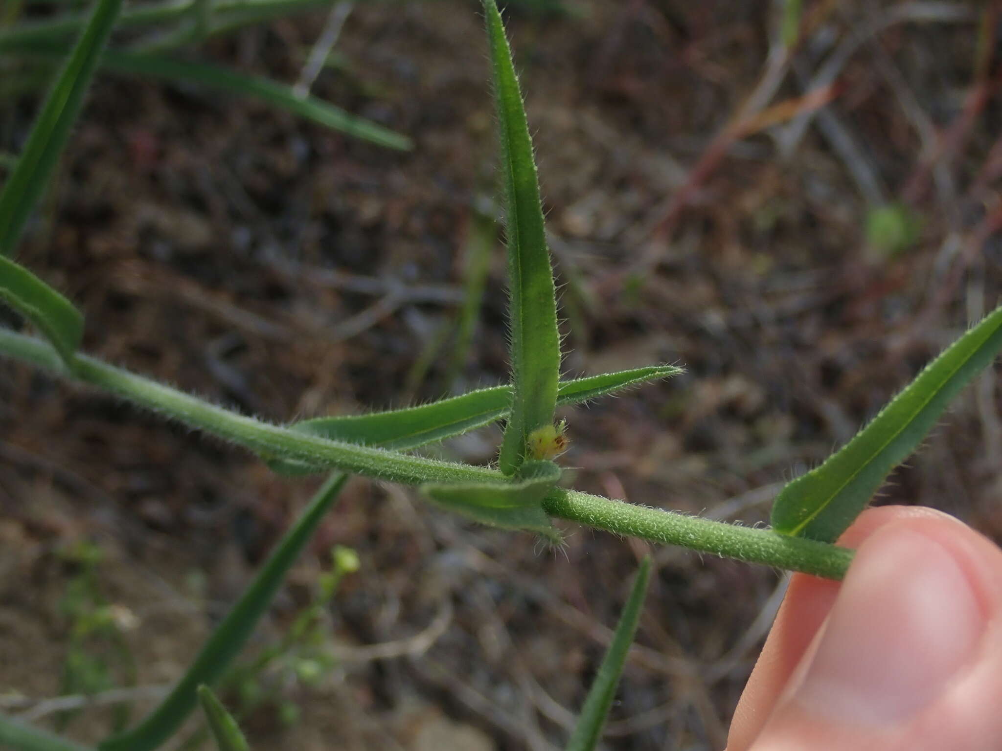 Plancia ëd Hackelia diffusa var. arida (Piper) R. L. Carr