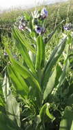 Image of blue hound's tongue