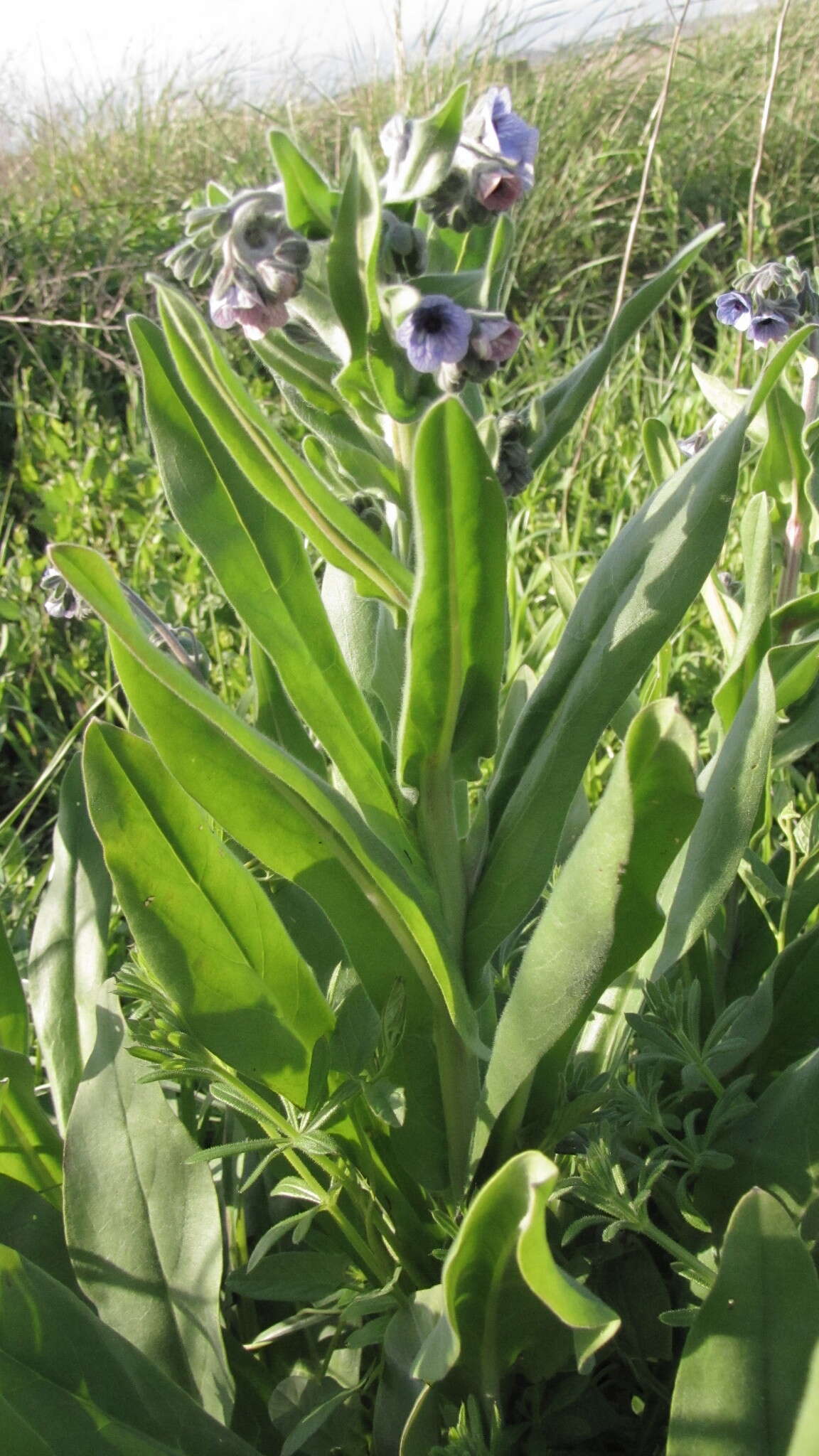 Image of blue hound's tongue