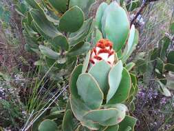 Imagem de Protea speciosa (L.) L.