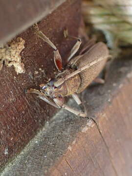 Image of Long-horned beetle