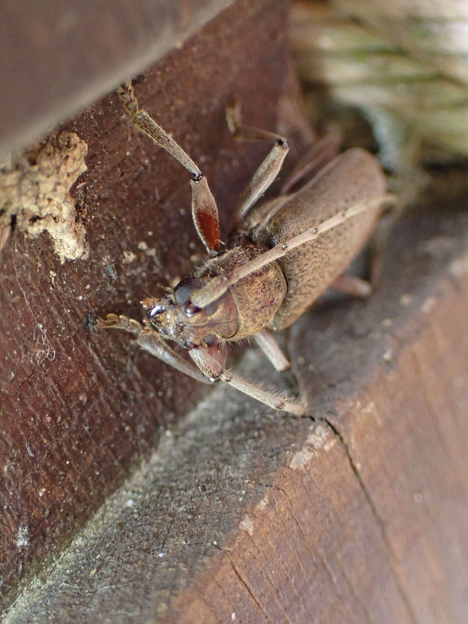 Image of Long-horned beetle