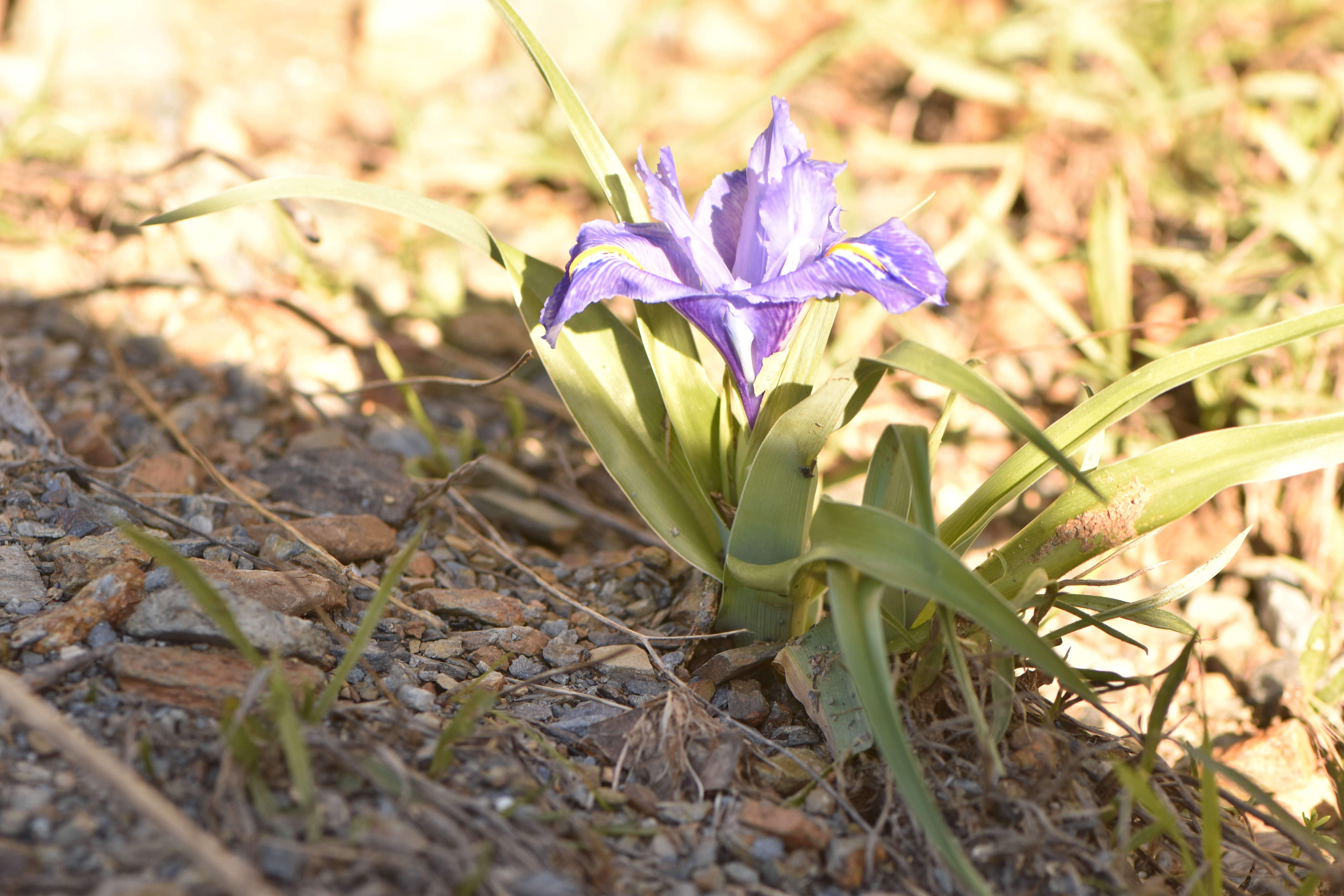 Imagem de Iris planifolia (Mill.) T. Durand & Schinz