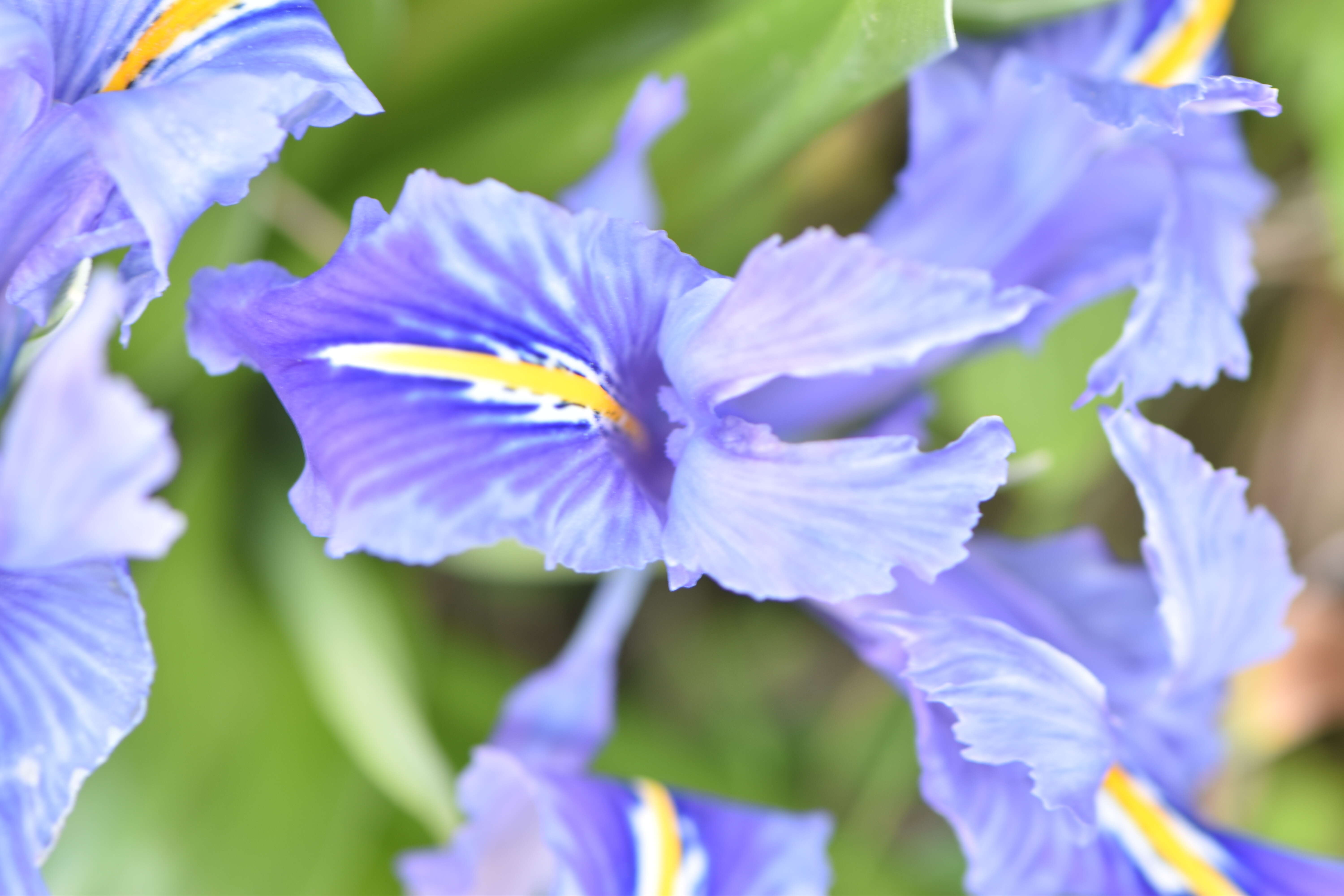 Imagem de Iris planifolia (Mill.) T. Durand & Schinz