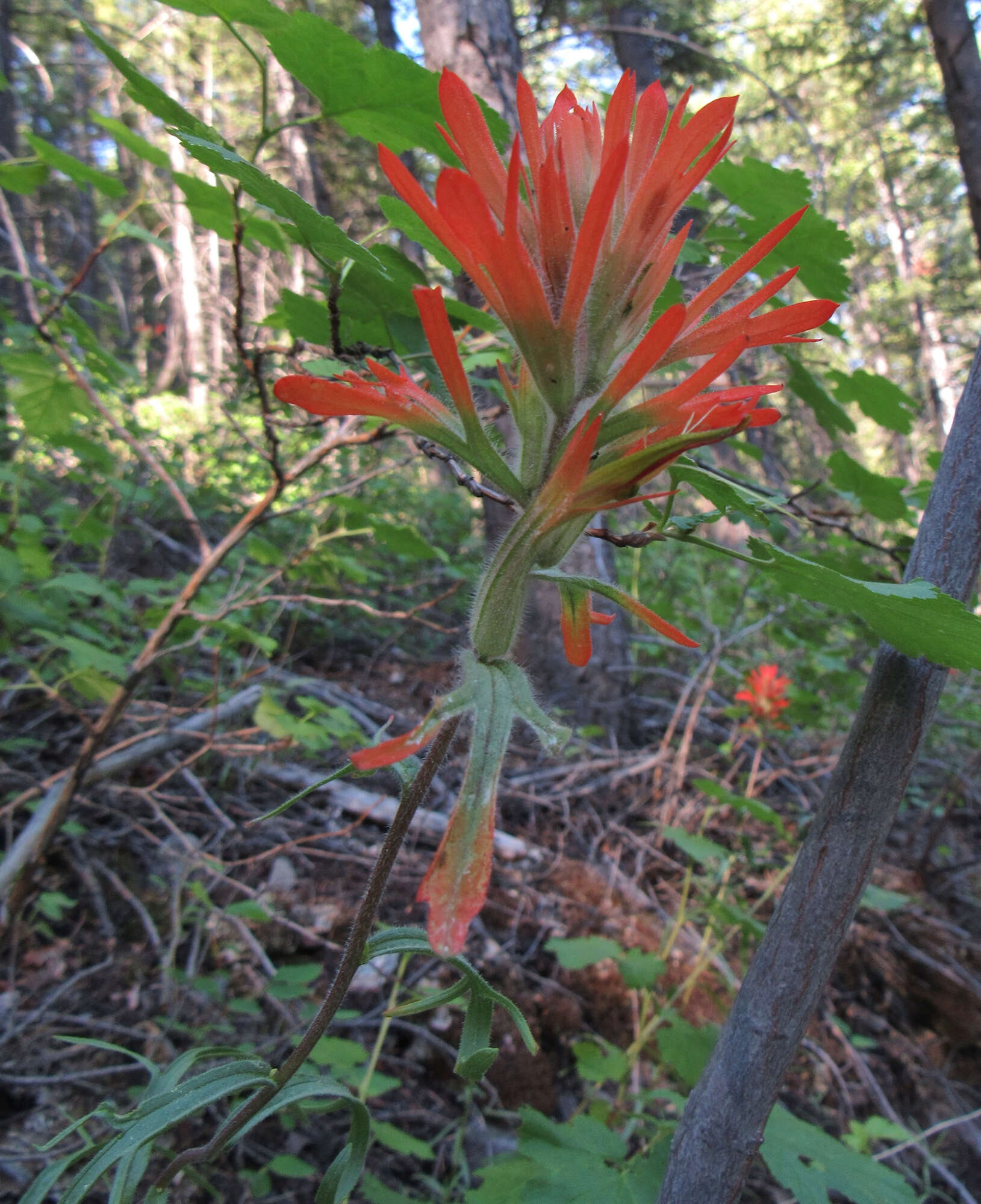 Image of mountainside Indian paintbrush