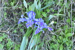 Imagem de Iris planifolia (Mill.) T. Durand & Schinz