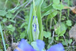 Imagem de Iris planifolia (Mill.) T. Durand & Schinz