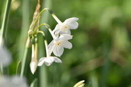 Image of paperwhite narcissus