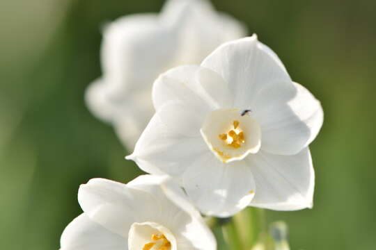 Image of paperwhite narcissus