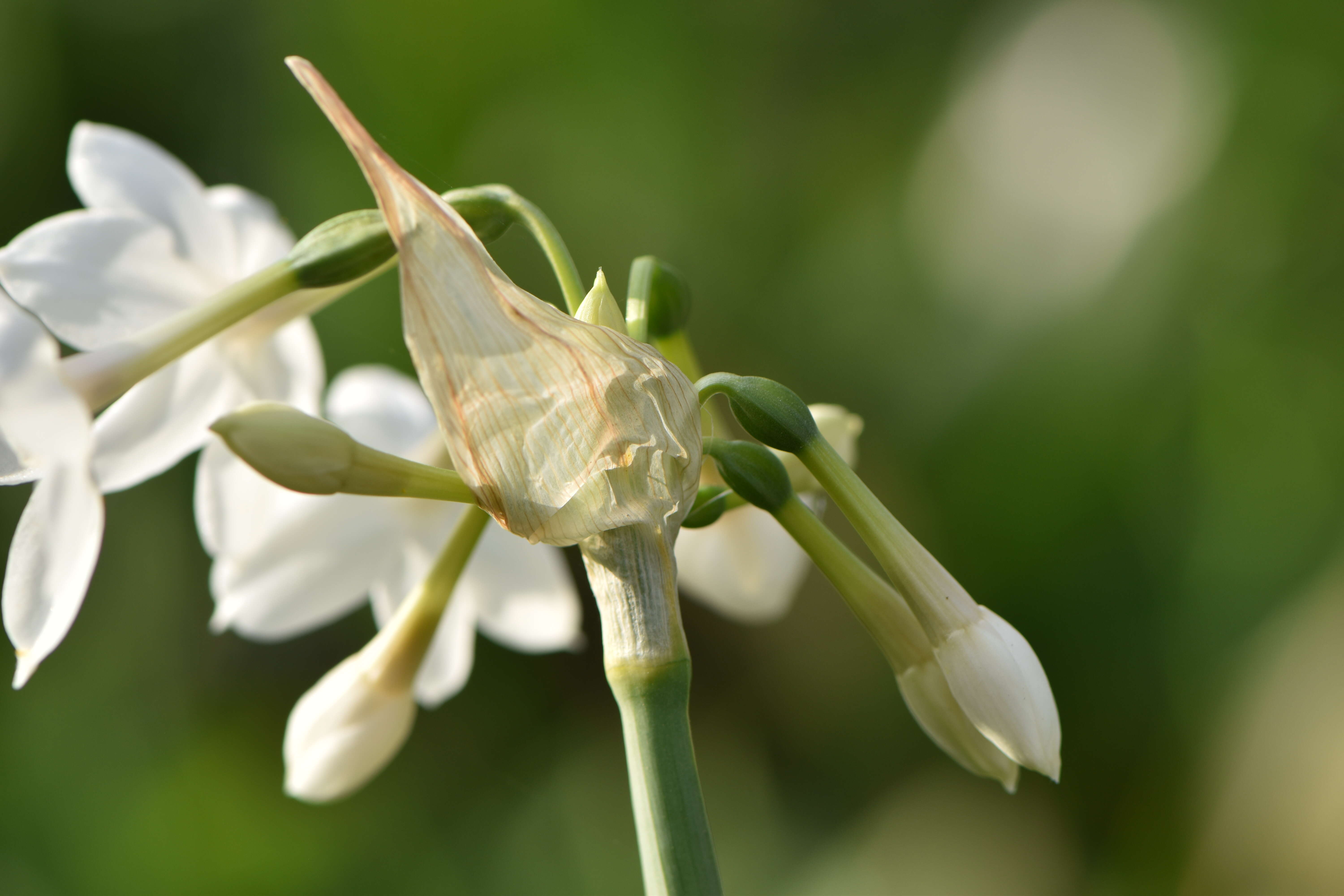 Image of paperwhite narcissus