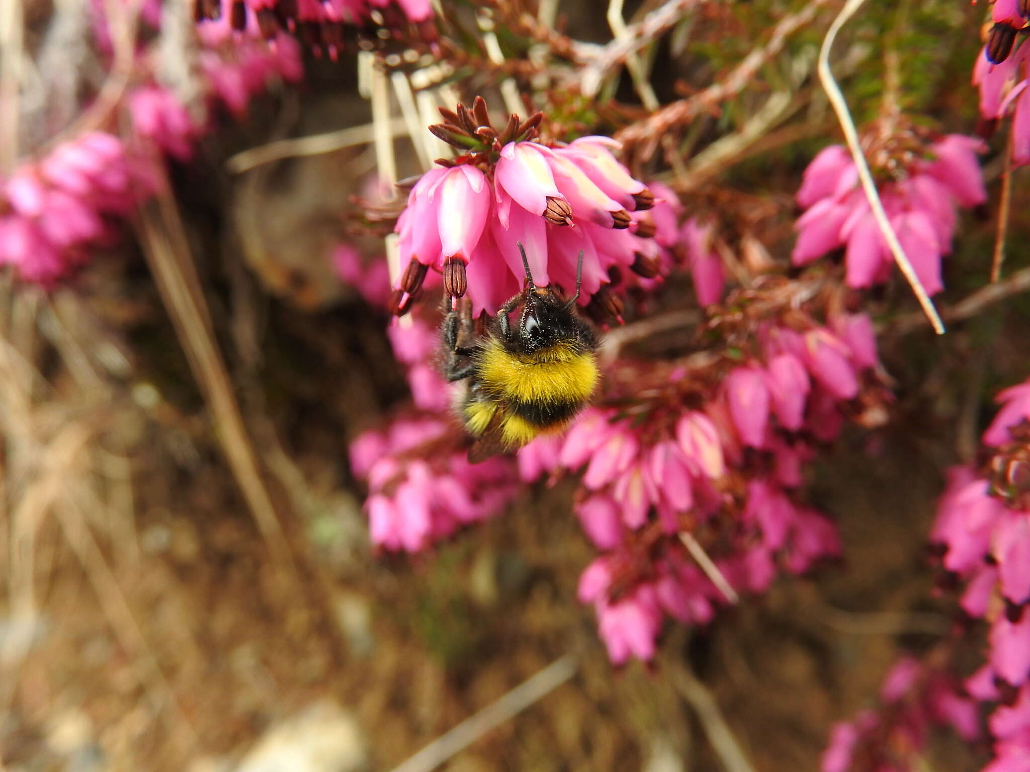 Image of Bombus jonellus (Kirby 1802)