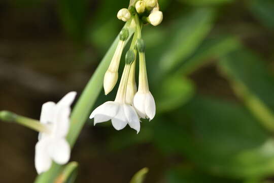 Image of paperwhite narcissus