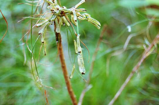 Image of Red-headed Pine Sawfly