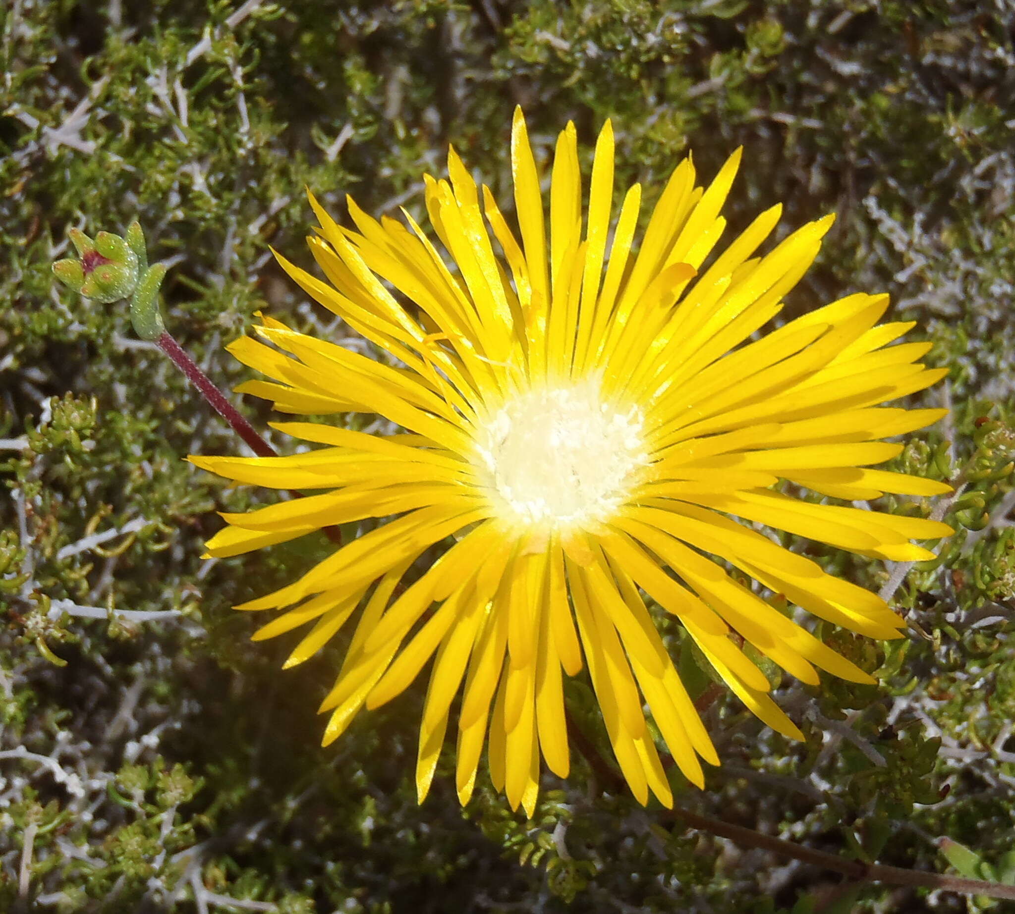 Imagem de Drosanthemum bicolor L. Bol.