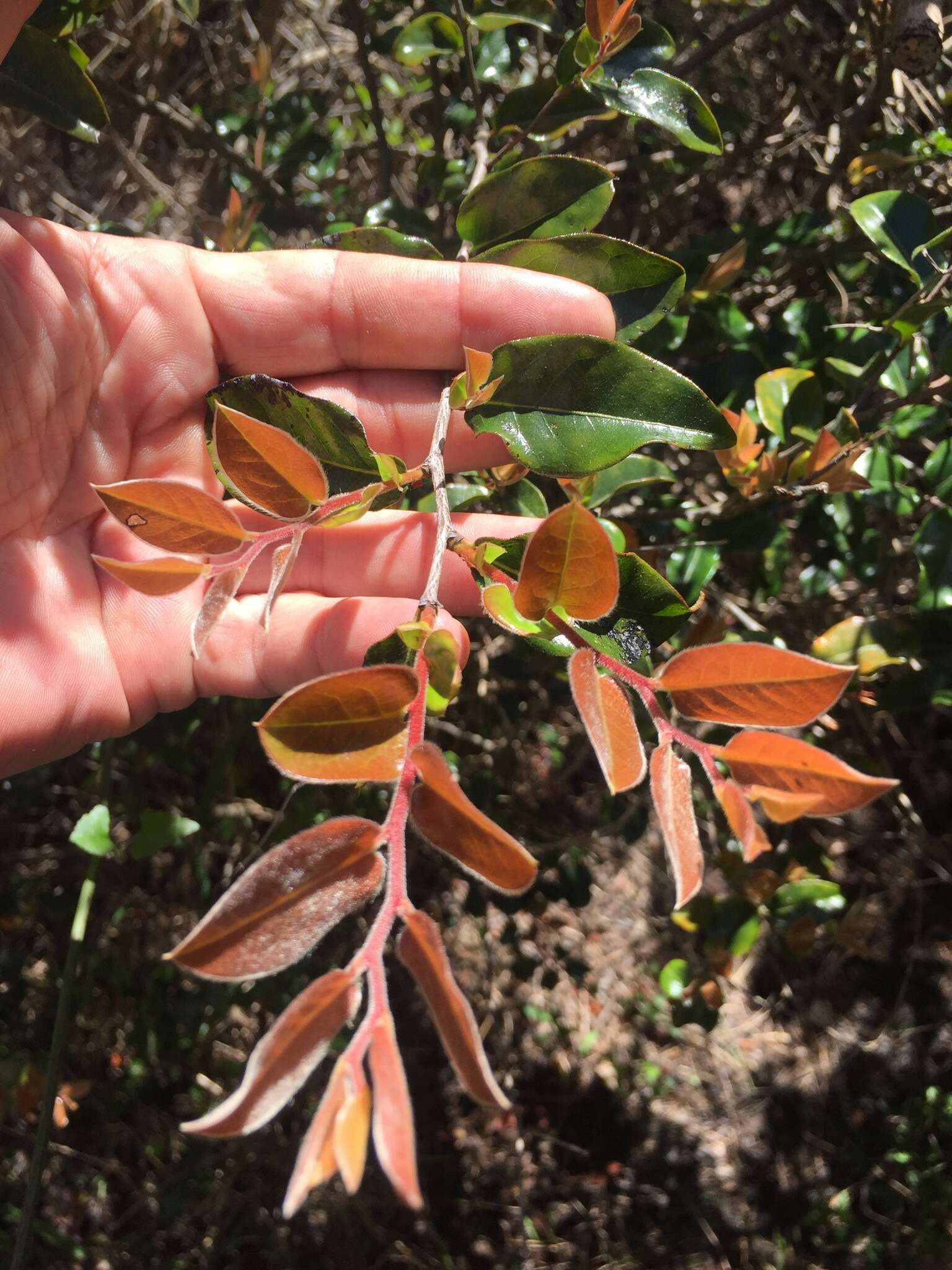 Image of Diospyros scabrida (Harv. ex Hiern) De Winter