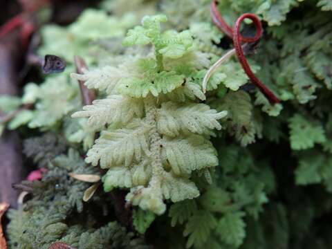 Image of Trichocolea mollissima (Hook. fil. & Taylor) Gottsche