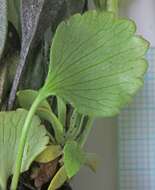Image of <i>Ranunculus <i>inamoenus</i></i> var. inamoenus
