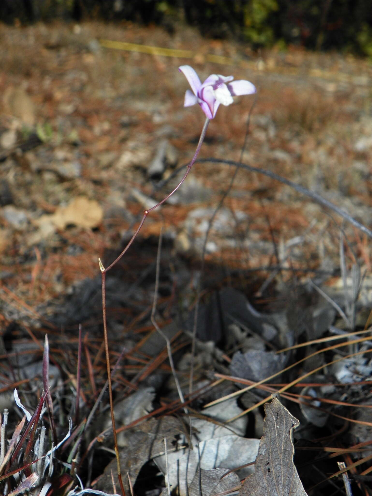 Image of Bletia lilacina A. Rich. & Galeotti