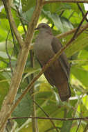 Image of Dusky Pigeon