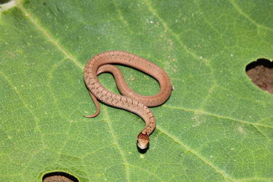 Image of Mexican Brown Snake