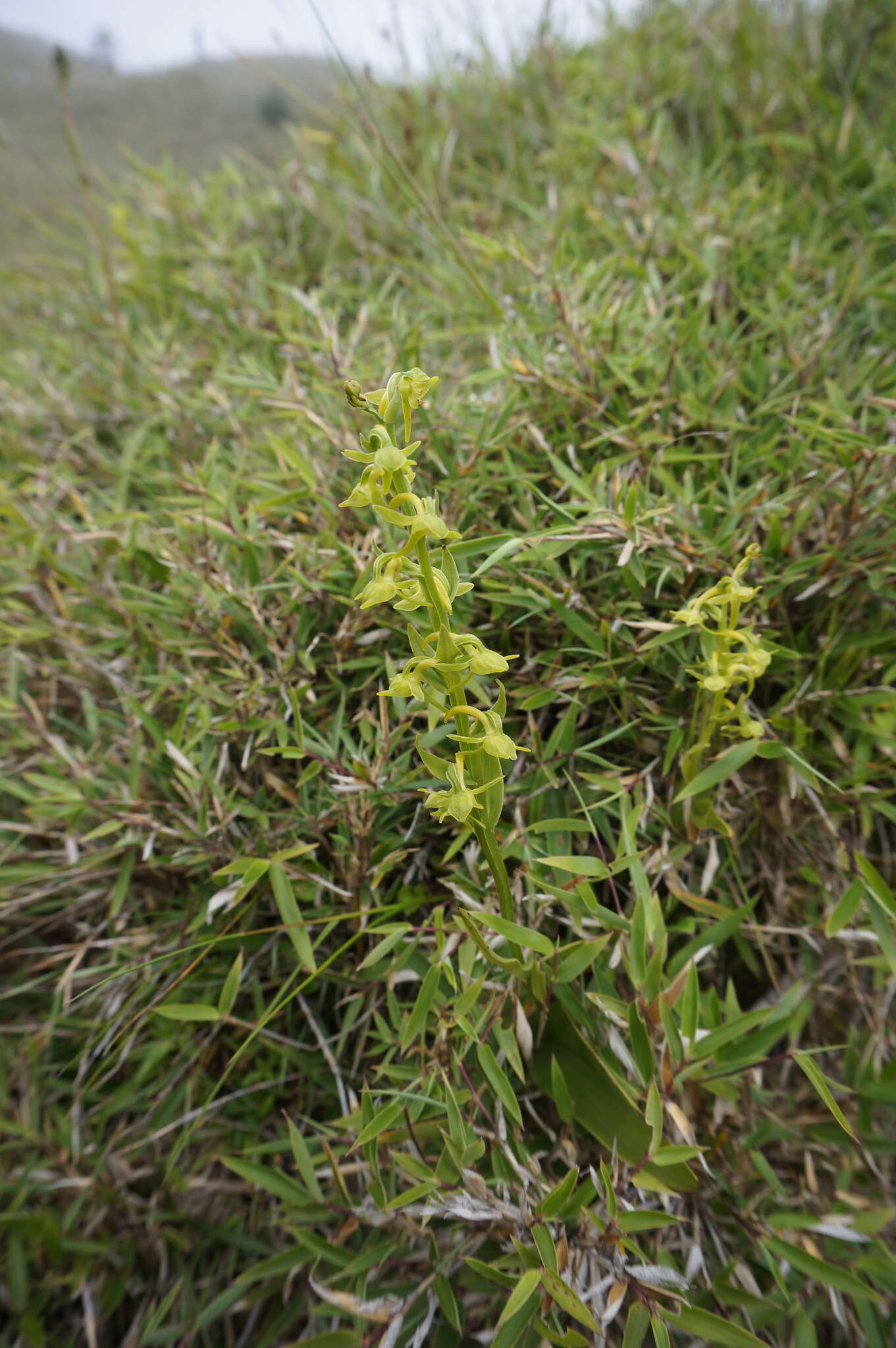 Image of Platanthera pachyglossa Hayata